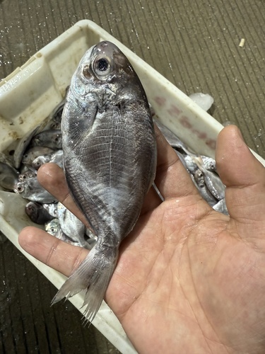 Pacific rudderfish (Psenopsis anomala) — Centrolophidae — 3
