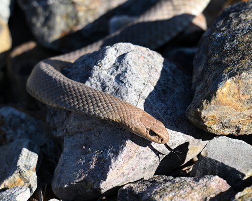 Eastern Brown Snake sighting