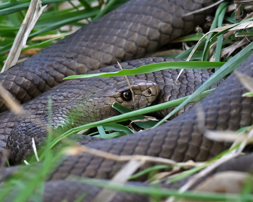 Eastern Brown Snake sighting