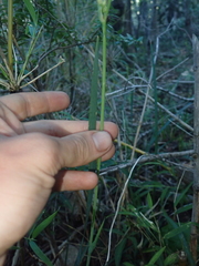 Libertia tricocca
