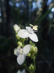 Libertia tricocca