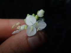 Libertia tricocca