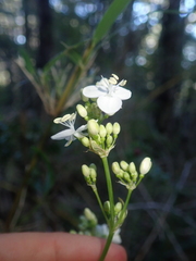 Libertia tricocca