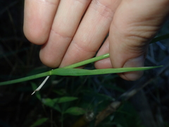 Libertia tricocca