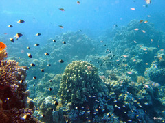 Pycnochromis dimidiatus