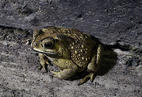 Asian Common Toad