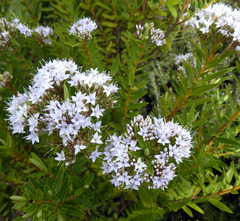 Veronica diosmifolia