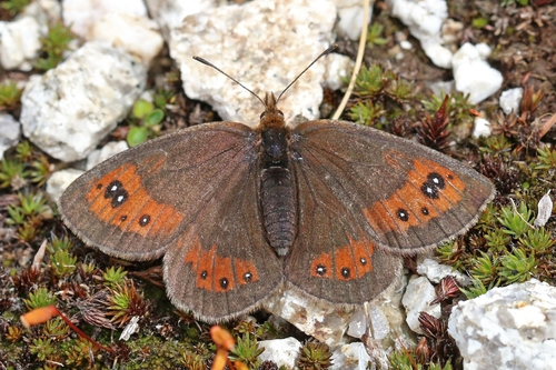 Nicholl's Ringlet
