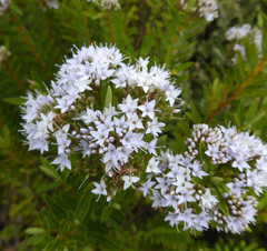 Veronica diosmifolia