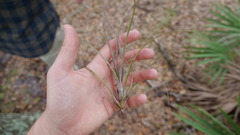 Tillandsia simulata