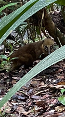 Nasua nasua