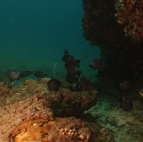 Dascyllus trimaculatus