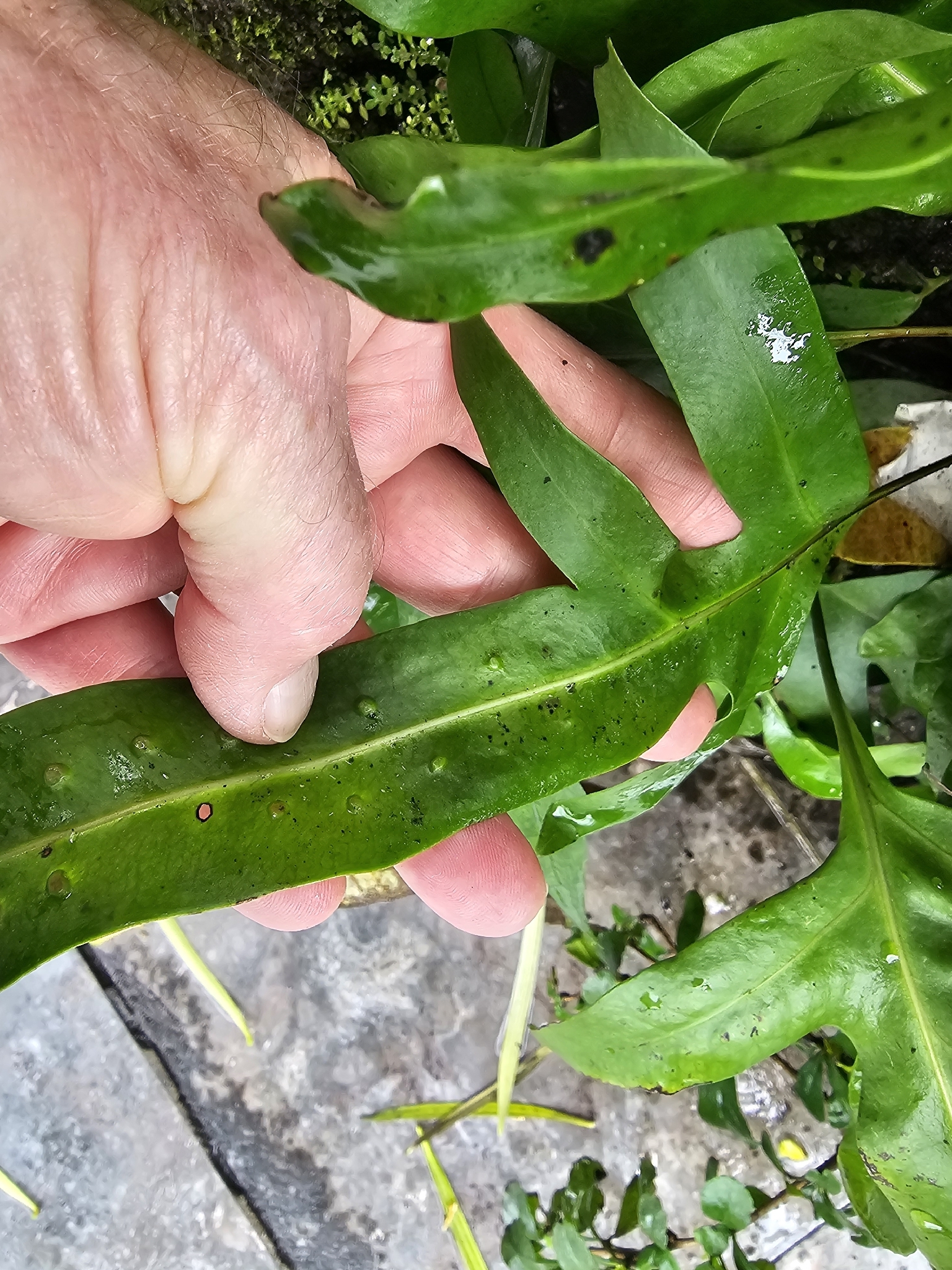 Microsorum scolopendria — ảnh 3