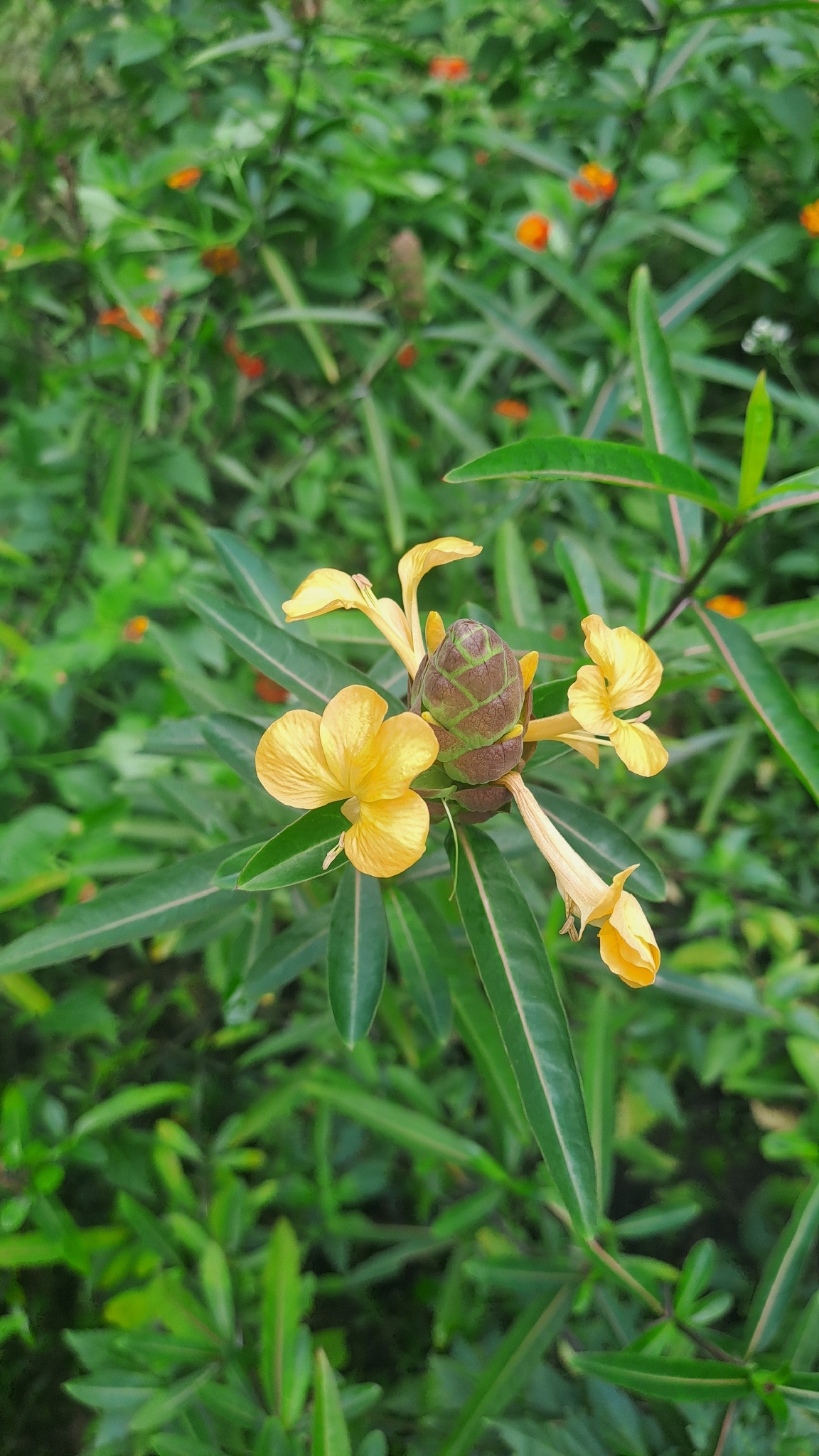 Barleria lupulina (Barleria lupulina)