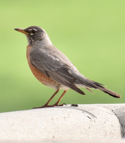 American Robin photographed in Colorado