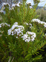 Veronica diosmifolia