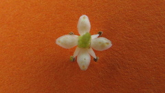 Zanthoxylum petiolare