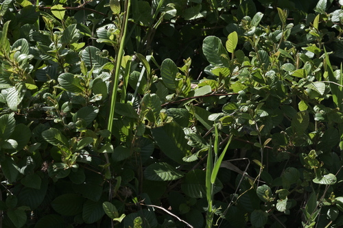 Davilla rugosa (Davilla rugosa)