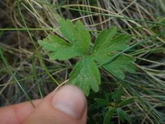 Anemonastrum antucense