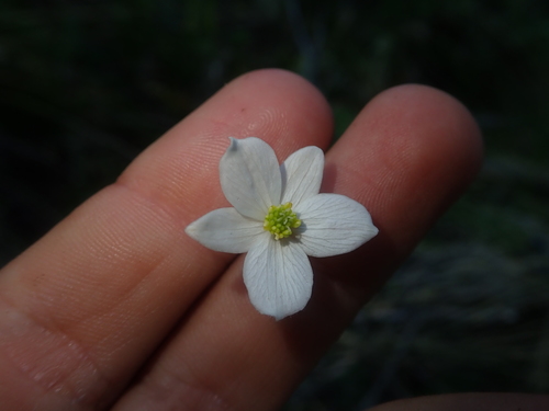 Image of Anemonastrum Antucense (Anemonastrum antucense) by (c) Nolan Exe, some rights reserved (CC BY)