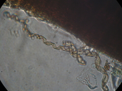 Megaceros flagellaris