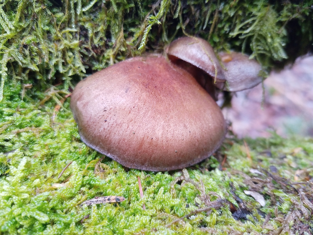 Sarcomyxa serotina · December 2025 · photo: © jolinarm (iNaturalist, cc-by)