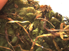 Megaceros flagellaris