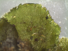 Megaceros flagellaris