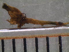 Megaceros flagellaris