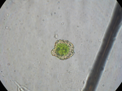 Megaceros flagellaris