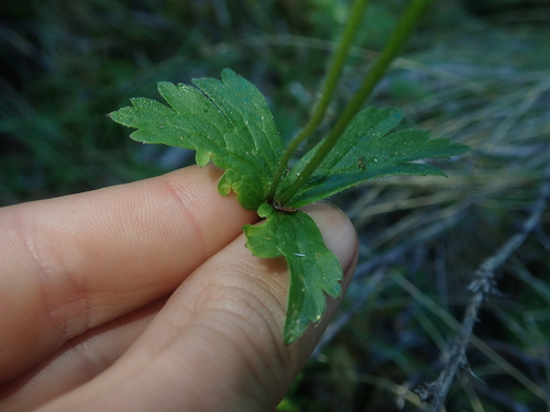 Image of Anemonastrum Antucense (Anemonastrum antucense) by (c) Nolan Exe, some rights reserved (CC BY)