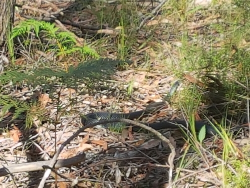 Red-bellied Black Snake sighting