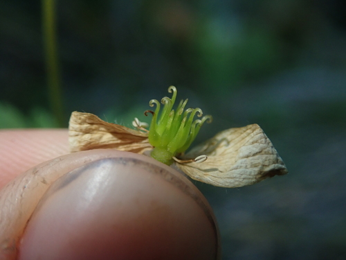 Image of Anemonastrum Antucense (Anemonastrum antucense) by (c) Nolan Exe, some rights reserved (CC BY)