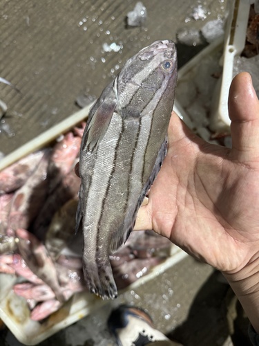 Epinephelus latifasciatus observed 2025-12-21