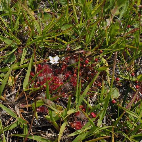 Drosera pygmaea (Drosera pygmaea)