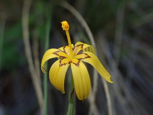 Image of Sisyrinchium patagonicum by (c) Nolan Exe, some rights reserved (CC BY)