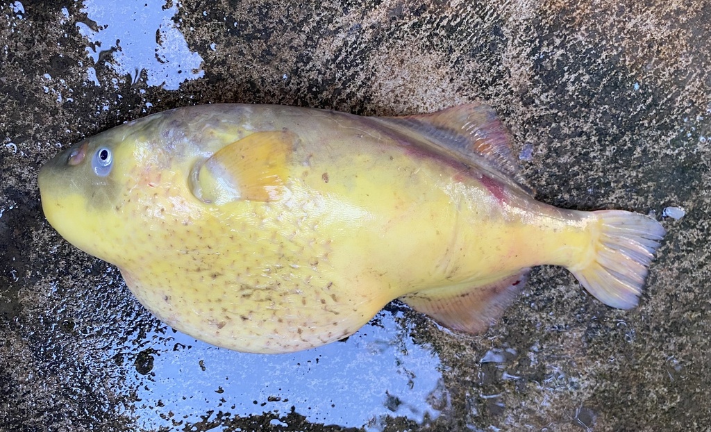 Bronze puffer (Chonerhinos naritus) — Tetraodontidae