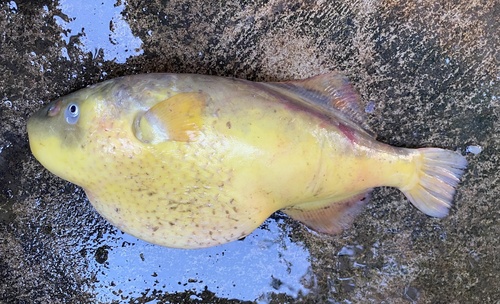 Bronze puffer (Chonerhinos naritus) — Tetraodontidae