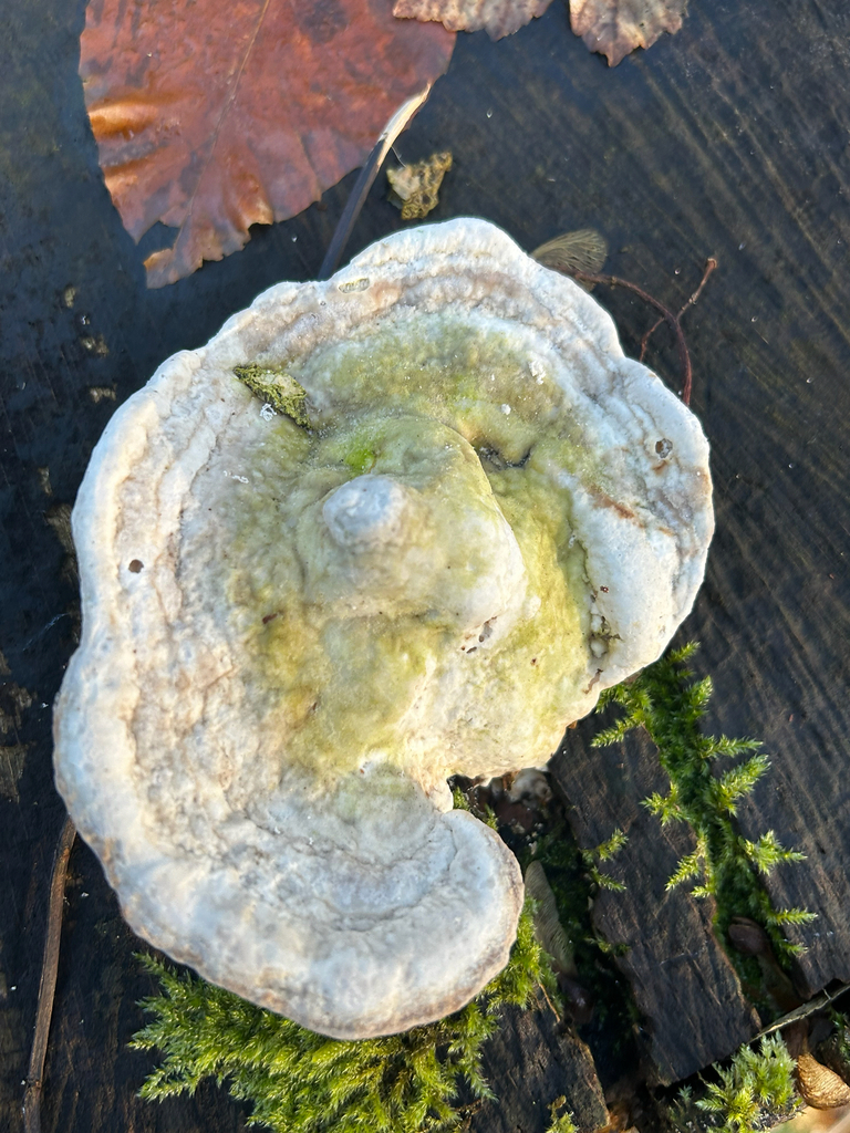 Trametes gibbosa · December 2025 · photo: © priyastoric (iNaturalist, cc-by)