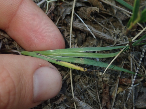 Image of Sisyrinchium patagonicum by (c) Nolan Exe, some rights reserved (CC BY)