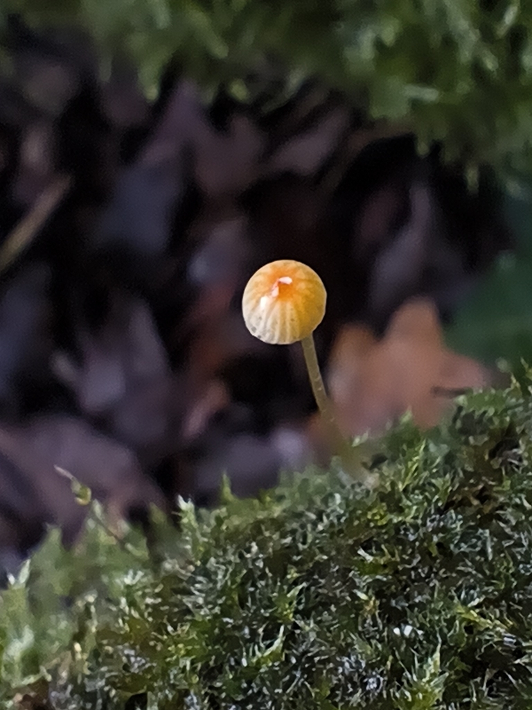 Pruinomycena acicula · December 2025 · photo: © jose_castro (iNaturalist, CC)