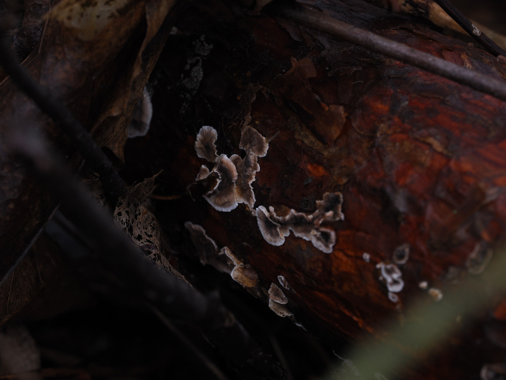 Stereum sanguinolentum · December 2025 · photo: © terolinjama (iNaturalist, cc0)