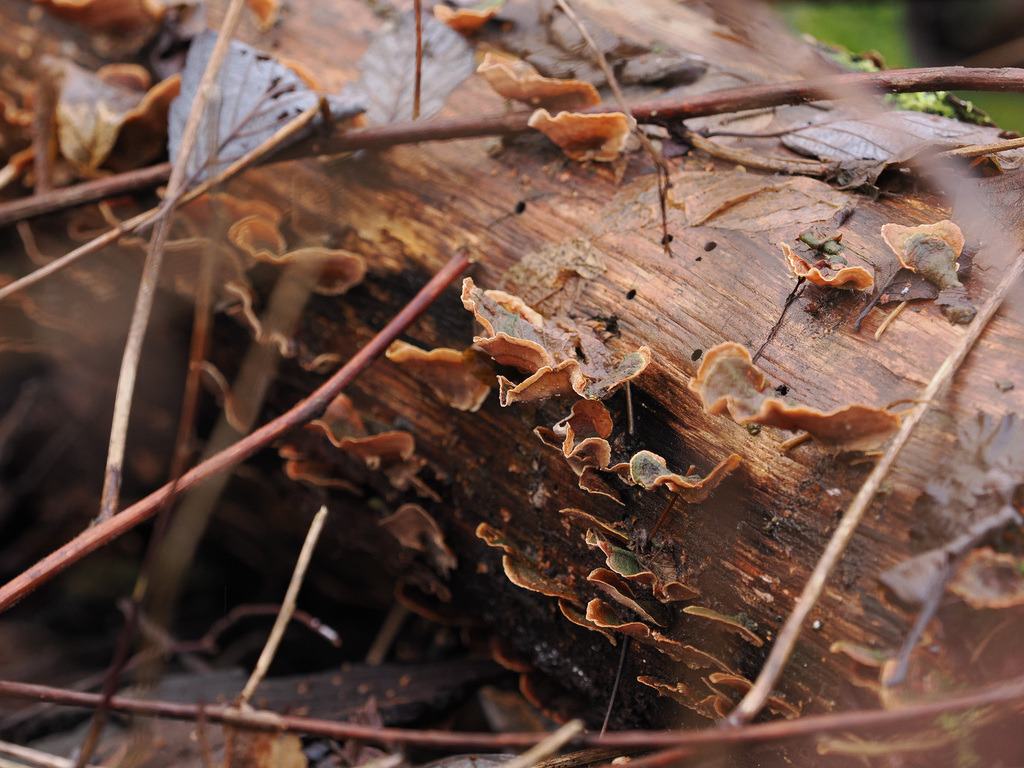 Stereum subtomentosum · December 2025 · photo: © terolinjama (iNaturalist, cc0)