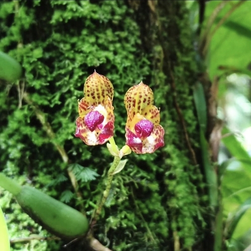 Bulbophyllum hatusimanum