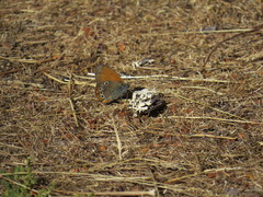 Coenonympha glycerion iphioides