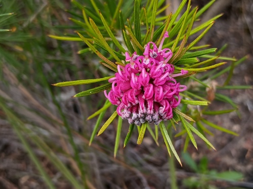 Grampians Grevillea (Grevillea confertifolia)