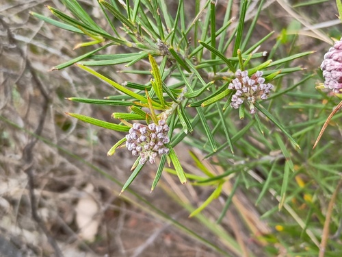 Grevillea confertifolia, photograph 3