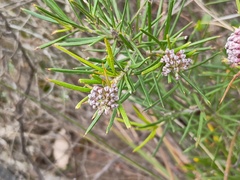 grampianshiker, CC BY, iNaturalist via GBIF Grevillea confertifolia, photograph grampianshiker, CC BY, iNaturalist via GBIF