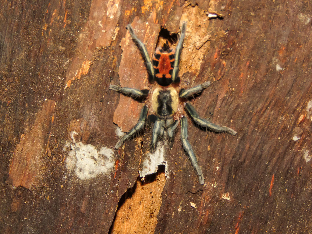 Cyriocosmus bicolor