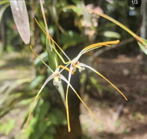 Diplocaulobium elongaticolle (Schltr.) A.D.Hawkes